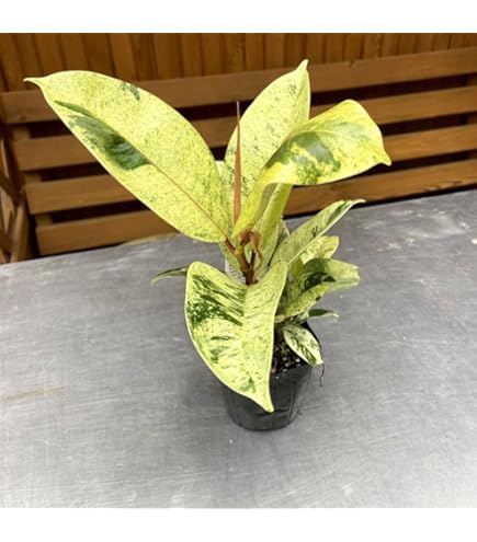 Amazon.co.jp: はなみどり 観葉植物 フィカス ルビー 6号鉢 1鉢 本物